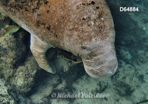 West Indian Manatee (Trichechus manatus)